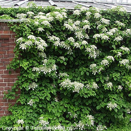 Hydrangea anomala ssp. petiolaris, kynnshortensia